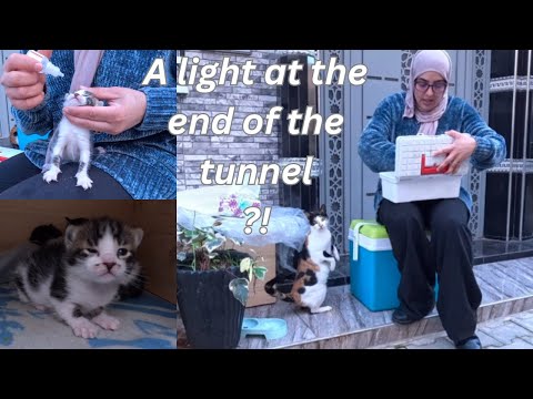 Without this couple's care, cats wouldn’t see the world's light.