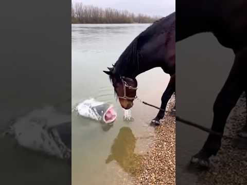 Unexpected attack of a catfish on a horse, shock😱 #recommended #shorts #fyp #viral #catfish