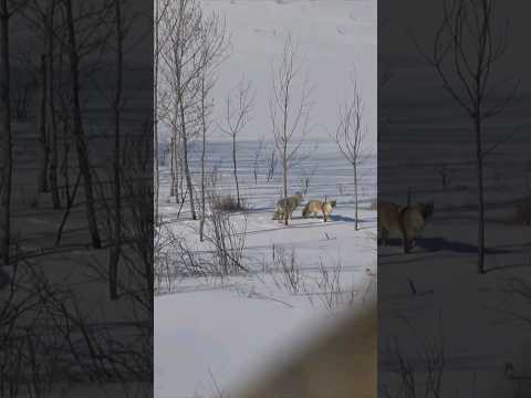 Coyote Hunting. SAVING EASTER BUNNIES 🐰🐇 😏 impact DOUBLE #coyote #coyotehunter