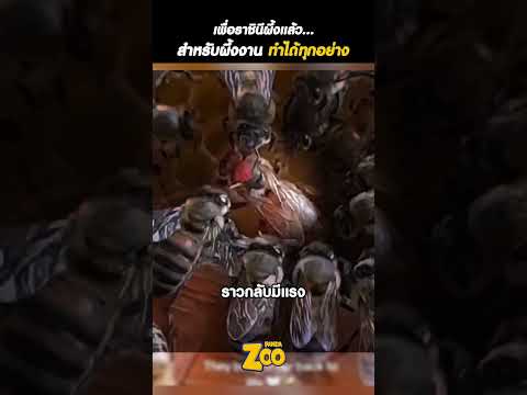 เพื่อราชินี… พวกมันยอมทำทุกอย่างจริง ๆ! 🐝👑