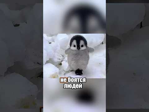 Почему пингвины не боятся людей? 🤔 🐧 #милыеживотные #животные