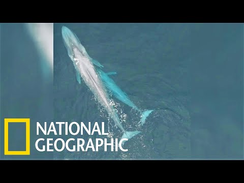 罕見畫面：藍鯨媽媽哺育幼鯨《國家地理》雜誌 - YouTube(55秒)