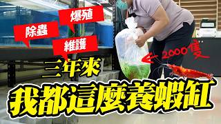 一缸養2000隻極火蝦，這招我用三年了！