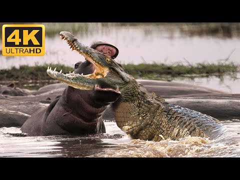 The crocodile invades the hippo's territory and learns a harsh lesson from the swamp's ruler