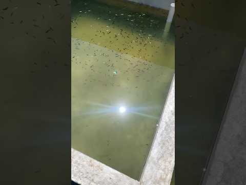 #viral #aquariumhobby #aquarium #reels #fish #fypシ #guppies #shortvlog #goldfish #betta #shorts
