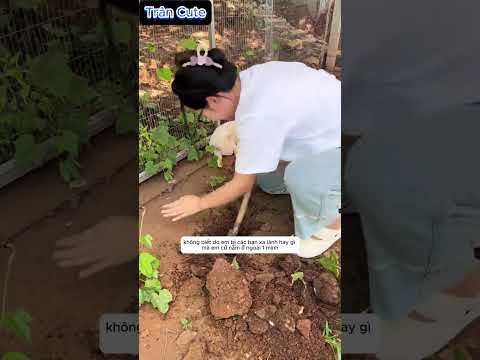 Em Mèo Tội Nghiệp Bị Bạn Bè Xa Lánh #shorts