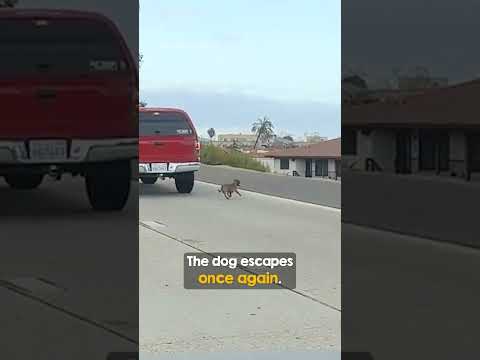 So many people tried to help this dog 👏👏