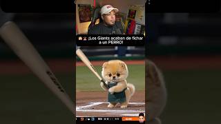 🐶⚾ Este fichaje tiene cuatro patas