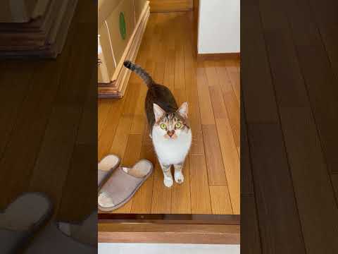 猫のマサのお出迎え