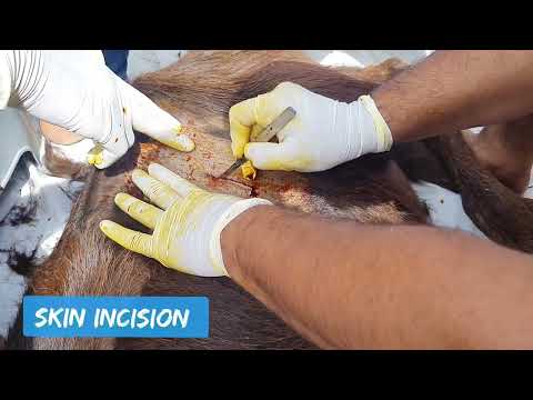 How We Saved This 4 Month Old Calf? Amazing Rumenotomy in a calf