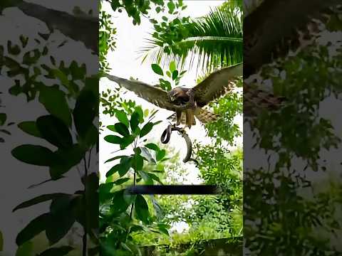 āĻāĻ āĻĒāĻžāĻāĻŋāĻāĻŋ āϝā§āĻāĻžāĻŦā§ āϏāĻžāĻĒ āϧāϰā§āĨ¤ How this bird catches snakes.đą