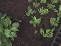 Sustainable Substrates in Plant Production