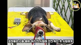 이름도 없고 번호로만 불려지는 강아지들....