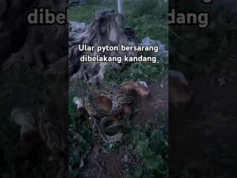 Ternak sering hilang, ternyata 😱