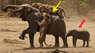 Lions Launch Brutal Attack on Elephant and Calf | Shocking Wildlife Encounter in Africa #fight