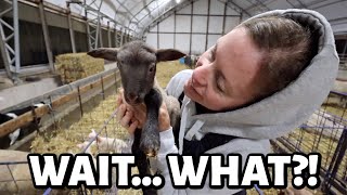 The night FOUR lambs became FIVE!! ...an early morning surprise!! ~ Summer Lambing 2025