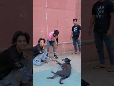 Dog🐶ko flip acha😱laga aap log ko flip acha laga ho to ek like kare#dogapparel #dogshorts