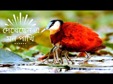 পৃথিবীর দশটি পাখির অসাধারণ বাসা নির্মাণ পদ্ধতি !! যা সত্যিই আপনাকে অবাক করবে!!