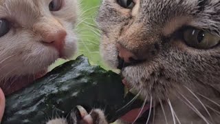 Очень вкусный огурчик 🌞🥒😻😻😻😻❤️