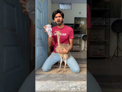 Mr. Lobbo P-5 #shorts #shortvideo #youtubeshorts #ostrich #viral