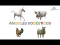 Animales Domésticos y sus Hogares