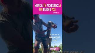 Burro Muerde #culturaanimal #animalesincreibles
