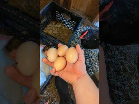Why Did The Chickens Hardly Lay Any Eggs? #chickeneggs