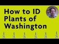 Camas Plant Identification and Facts