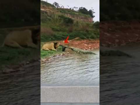 a male lion and a crocodile fight over food on the river bank. #shorts