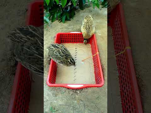 Simple Quail Trap Using Cardboard Box #shorts