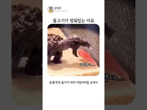 물고기가 멈춰있는 이유 ㄷㄷ