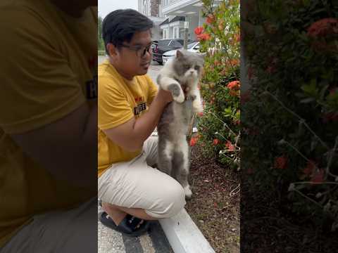 Poor Cat #cat #catlover #cats #catvideos #cutecat #anabul #kucinglucu #shorts