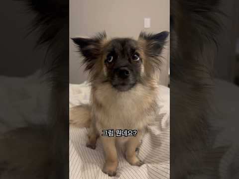 형님의 이름 #shorts #강아지 #고양이
