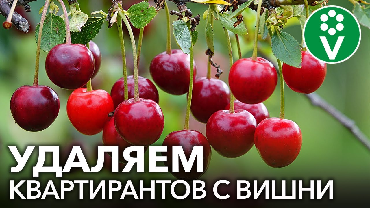 Не отдайте ваш урожай вишневой мухе! Чем обработать вишню и черешню в начале июня.