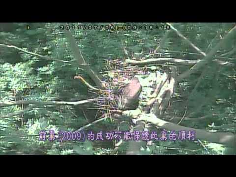 鳳頭蒼鷹_天敵獼猴 Macague - YouTube(3分47秒)