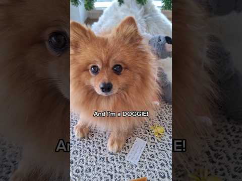 We're different #shorts #dog #pomeranian