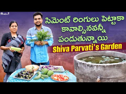 శివ పార్వతి గారి తోటలో వీడియో తీస్తుంటే ఇలా అవుతుంది అనుకోలేదు #gardening #harvest #tips #diy