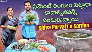 శివ పార్వతి గారి తోటలో వీడియో తీస్తుంటే ఇలా అవుతుంది అనుకోలేదు #gardening #harvest #tips #diy
