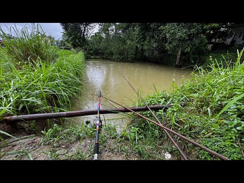 Câu cá ngày Mưa ⛈⛈⛈ - Fishing on a rainy day ⛈⛈⛈
