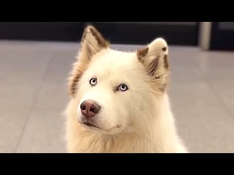 Dog travels by train, comforts everyone she sees