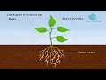 Root Systems in Flowering Plants
