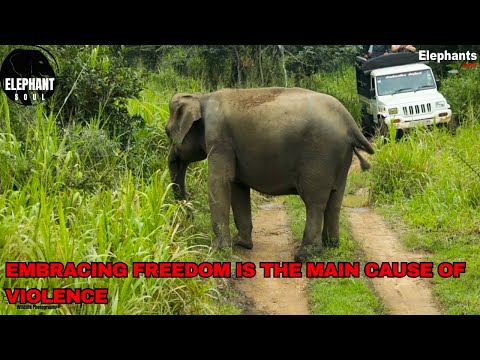 Freedom or Fear? Why Wild Elephants Turn Violent" Elephant Soul