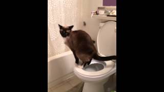 Super Cute Cat pooping