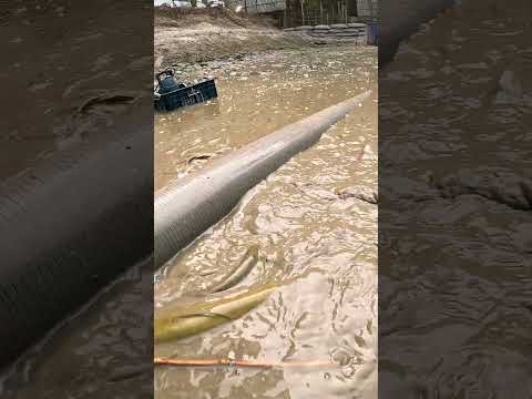 Best Traditional Village Fishing Video #fish #bigfish #catfish #fishing #fishingvideo