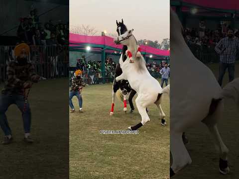 🐎💥#horselover #trending #horse #pinderattargarh #forsale #horser #viralshort #shortvideo