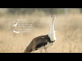Great Indian Bustard Conservation Challenges