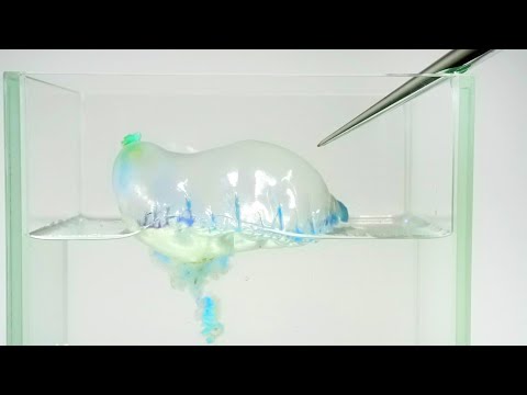 カツオノエボシを針で刺すと…ヤバすぎた