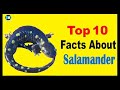 Salamander Facts and Characteristics