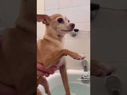 So dramatic - every dog on here deserves an Oscar 🤣🤣🤣🤣🤣 #viralvideo #video #dog #viralshorts