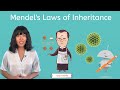 Exploring Mendel's Laws of Inheritance